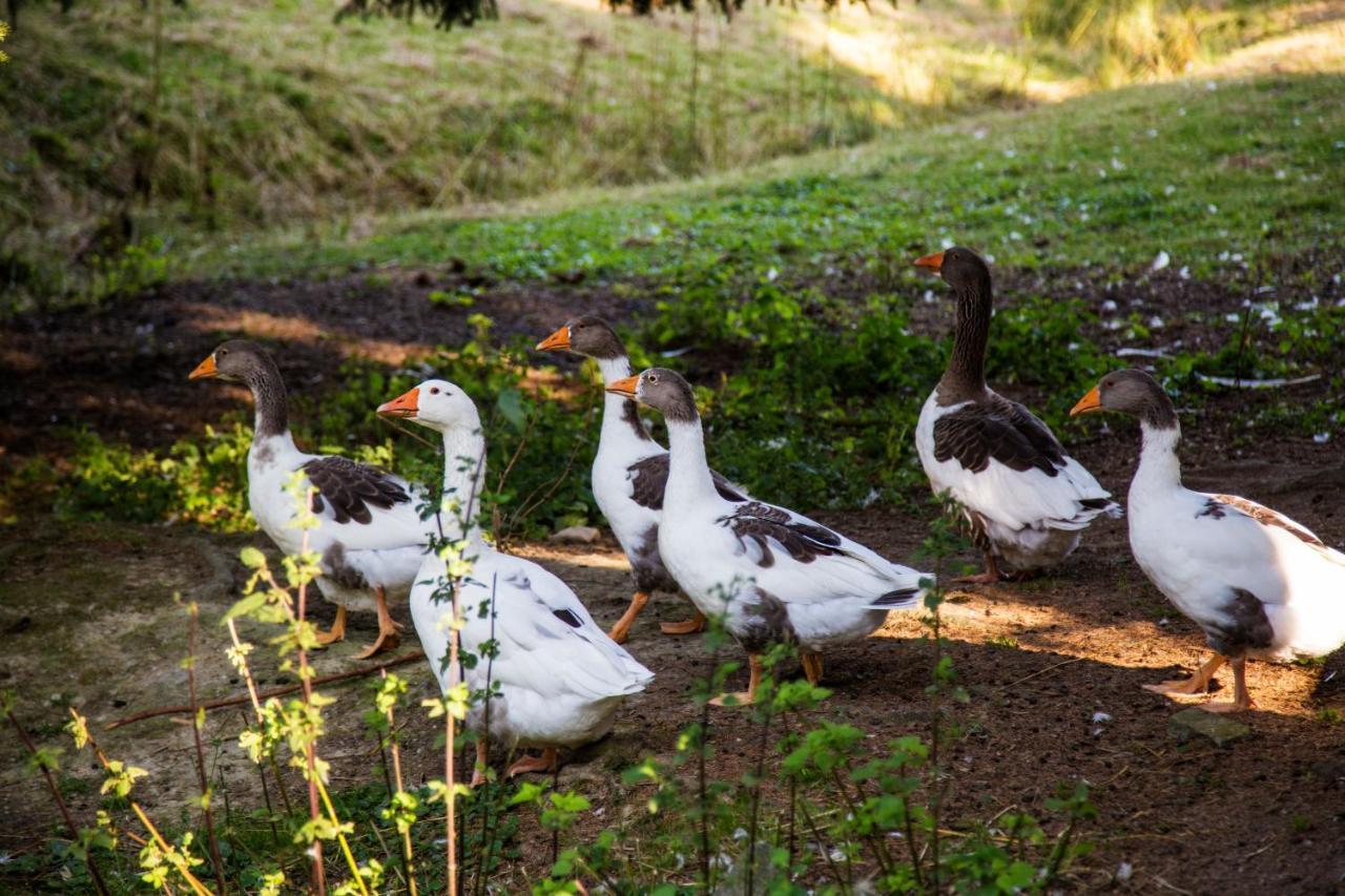 Pension Haus Am Walde Schmallenberg Dış mekan fotoğraf